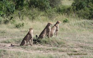 Cheetah-Masai-Mara-Kenya---TheWingedFork