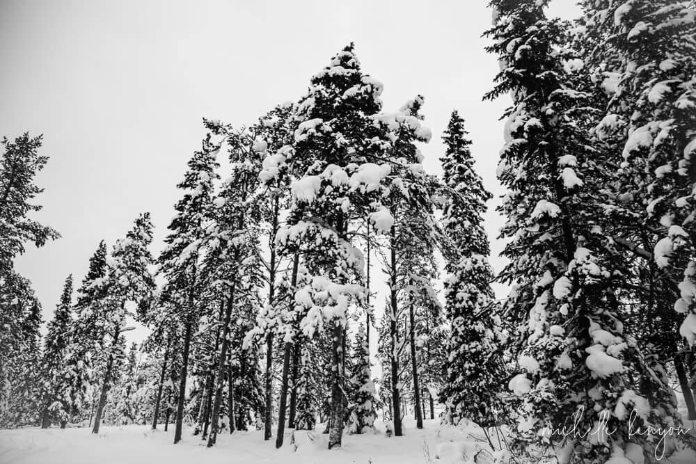 Snowy trees in arctic sweden.