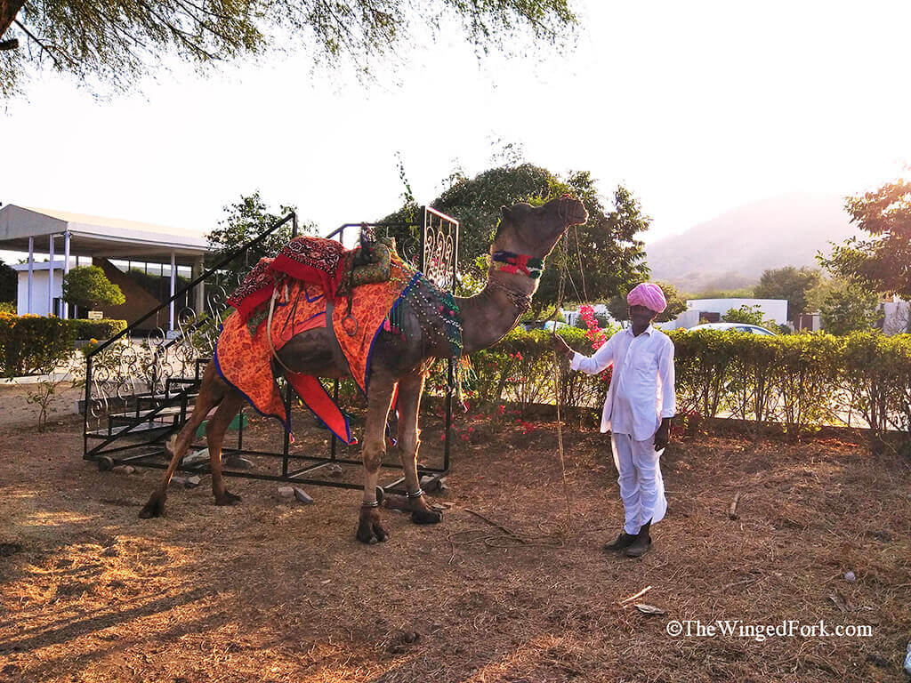 Camel rides in the evening at Lebua resort Jaipur - TheWingedFork