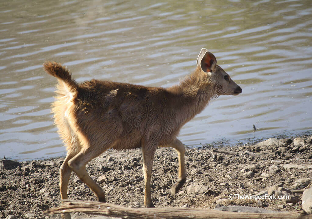 Baby sambar deer going into the water ---TheWingedFork