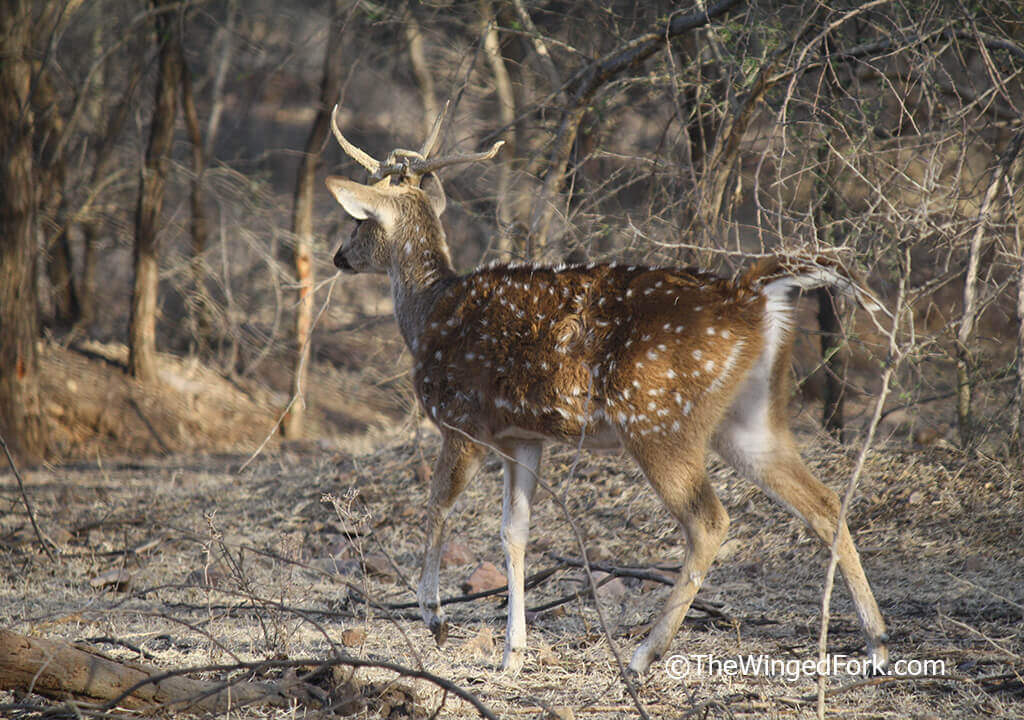 Chital deer on safari - TheWingedFork