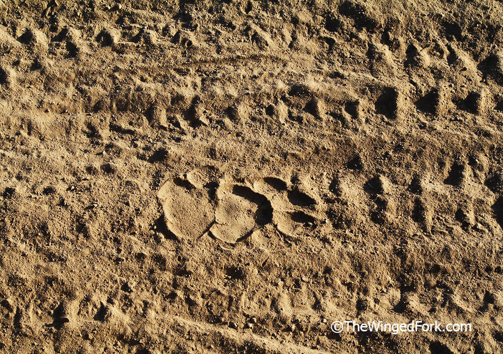 Leopard-paw-print in Ranthambore park India---TheWingedFork