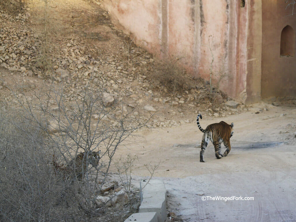 Noor's-cub-follows-her-towards-the-old-fort-gate---TheWingedFork