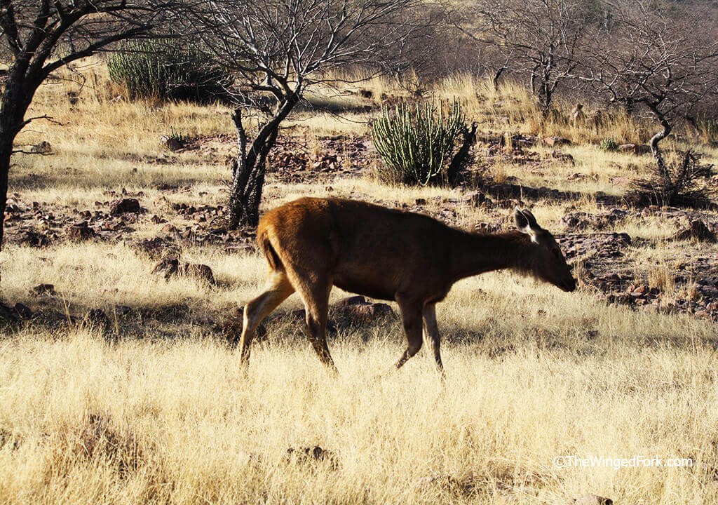 Indian Sambar Deer Ranthambore India - TheWingedFork