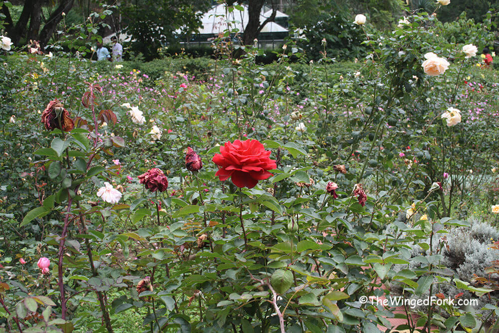 Beautiful-Red-rose in Kodaikanal