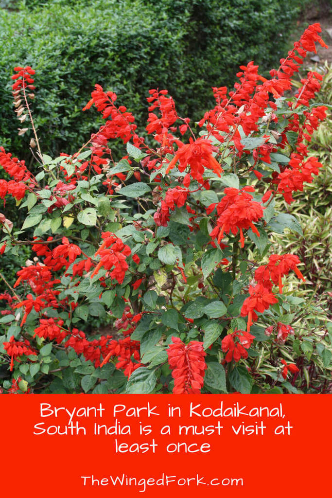 Bryant Park, Kodaikanal, India - A Botanist's Heaven