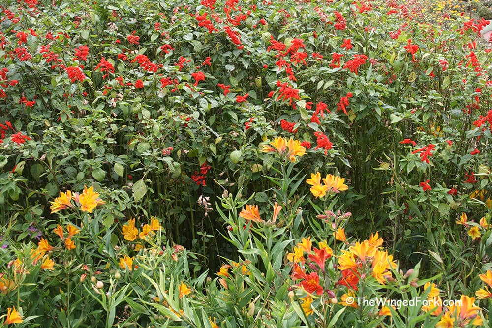 Kodaikanal---Bryant-park----red-and-yellow-flowers