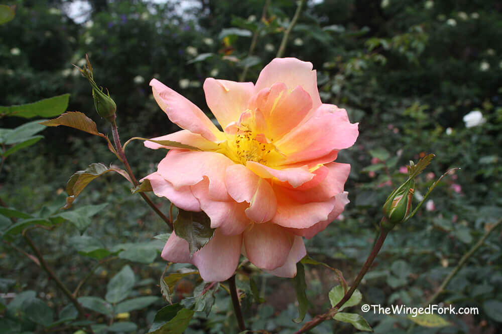 Peach-rose-in-Bryant-Park.