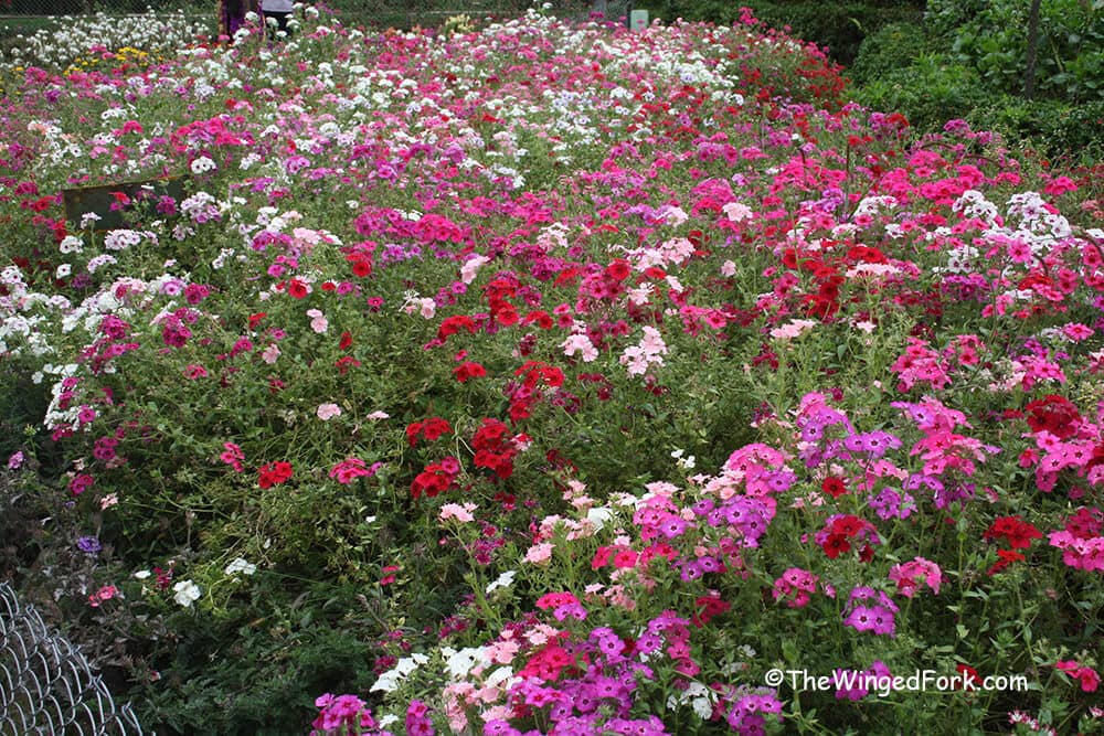 Bryant Park, Kodaikanal, India - A Botanist's Heaven
