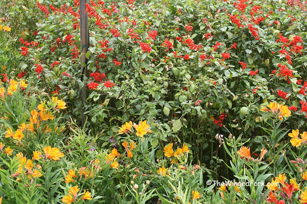 flowers-in-Bryant-Park---reds-and-yellows
