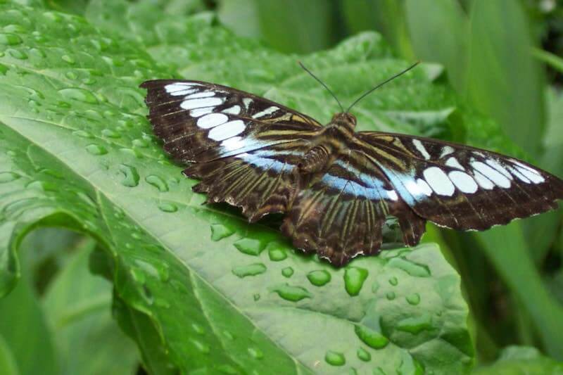 Pic of a butterfly at Sentosa Island resort by Sue Davies