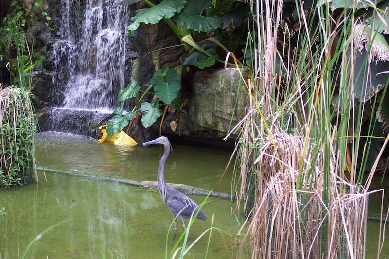 Jurong Bird Park by Sue Davies
