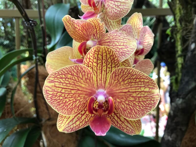 Beautiful orchids at the Botanic Gardens in Singapore - pic by Sue Davies