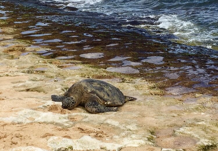 Hawaiian Green Sea Turtles Hawaii – By Sarah from BordersandBucketlists