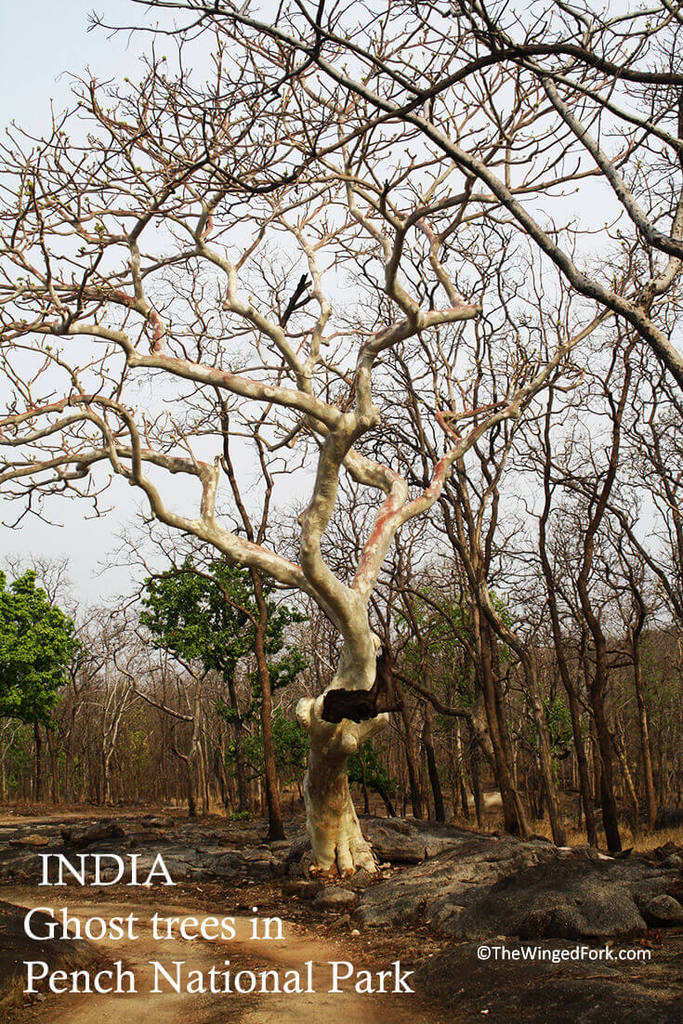 Pretty ghost trees in Pench Jungle