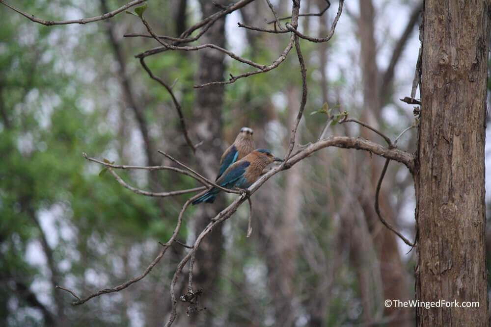 Indian Roller bird in Pench Tiger Reserve