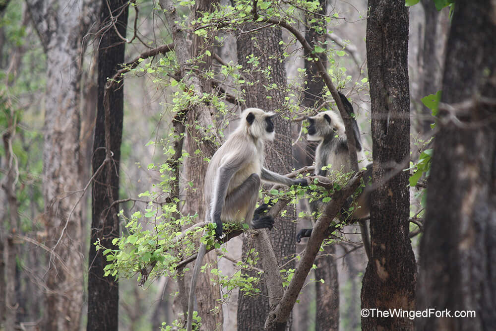 langur-in-discussion on a tree in Pench Tiger Reserve, India