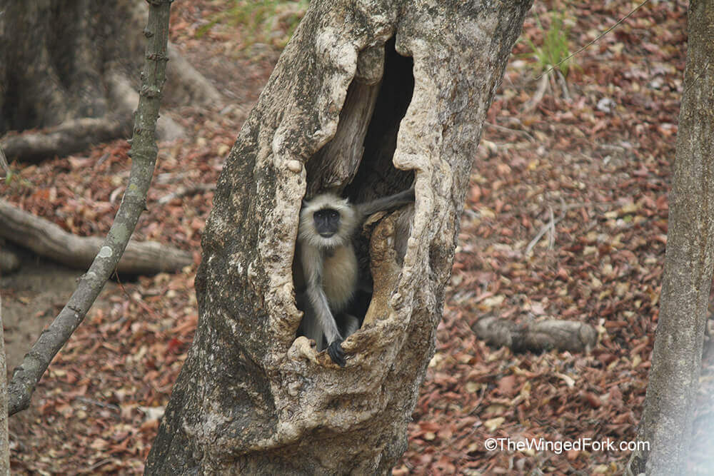 A langur monkey in the hollow of a tree - TheWingedFork