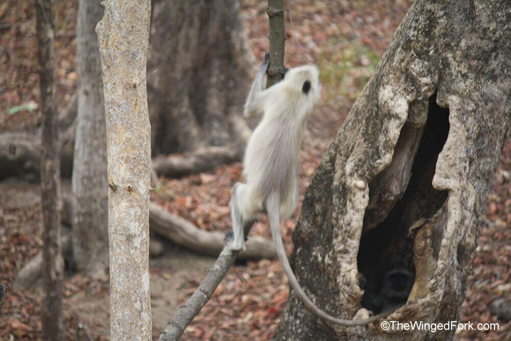 Langur comes out of the tree hollow