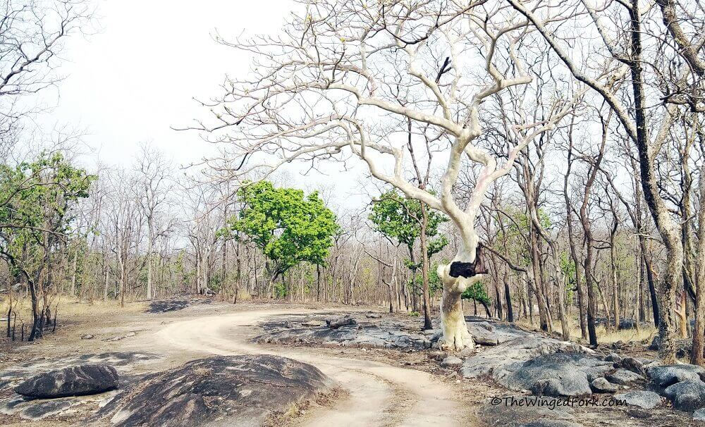 Lovely ghost trees or Bhootiya in Pench National Park