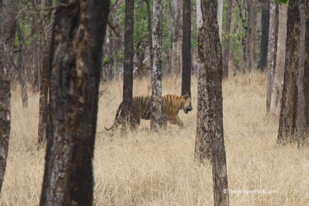 off-into-the-wild-he-goes---Raiyyakasa-the-bengal-tiger