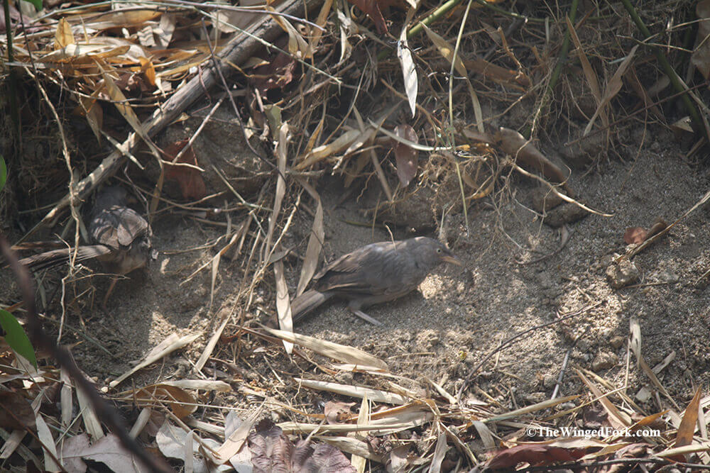 Sparrows playing in the mud