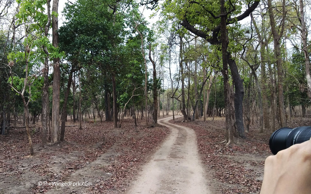 Taking-a-pic-of-the-road-ahead-in-thePench-Forest