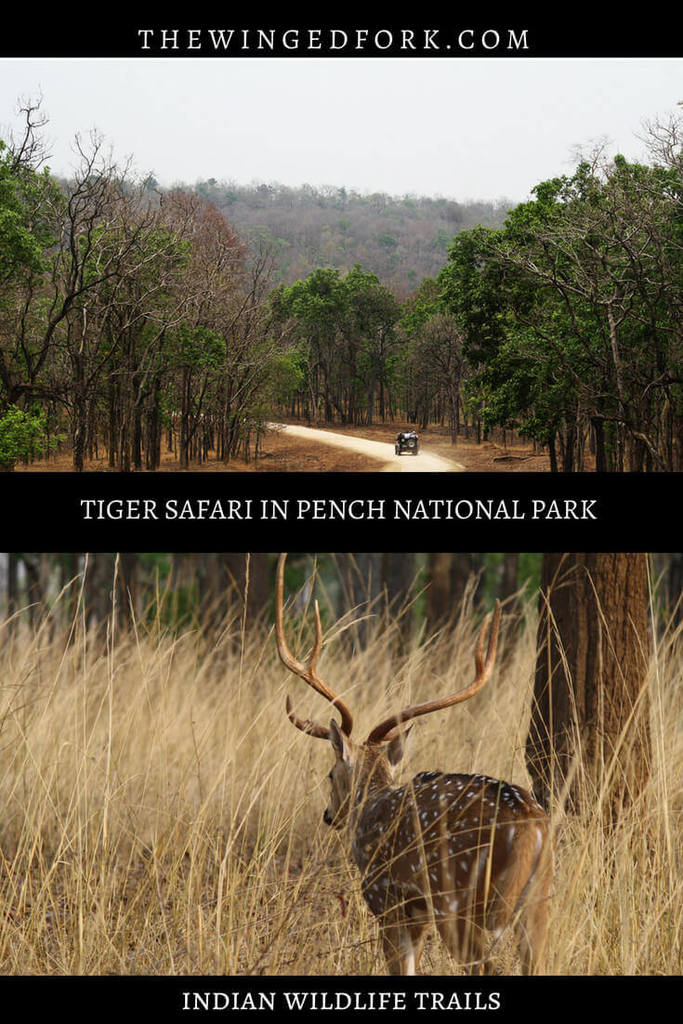Tiger trails and wildlife safari in Pench Tiger Reserve in India