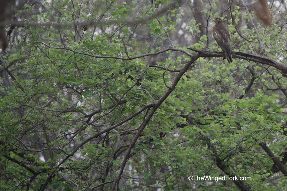White-eyed-buzzard in Pench Forest, Madhya Pradesh