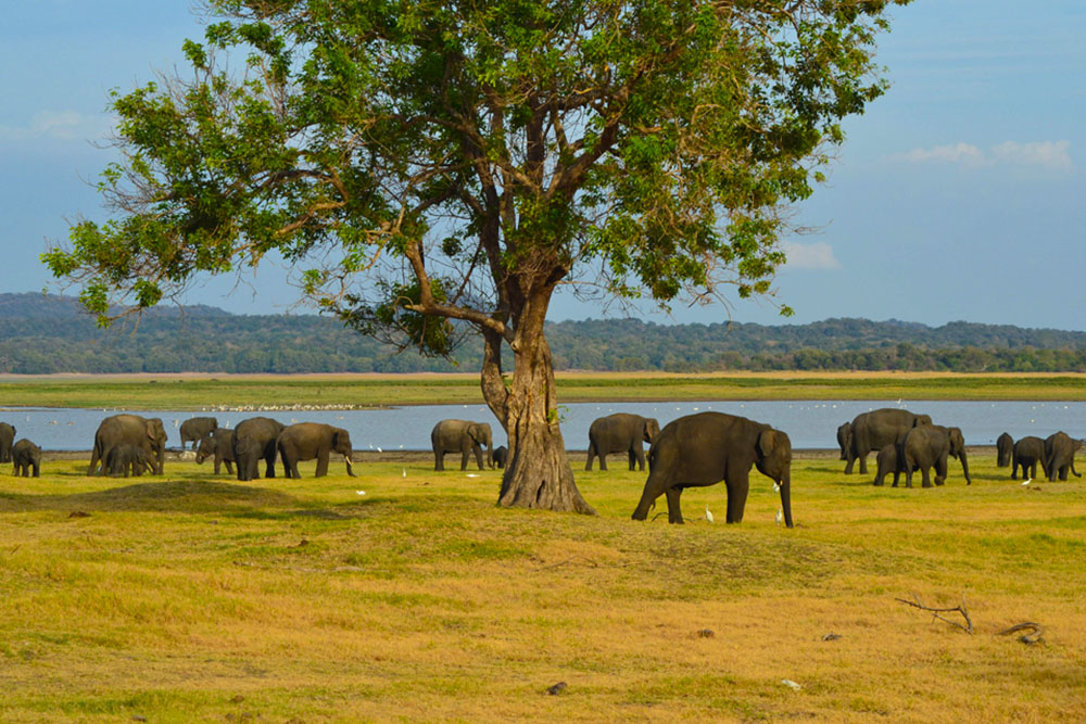 Elephants in Minneriya National Park - pic by Amar from Gap Year Escape