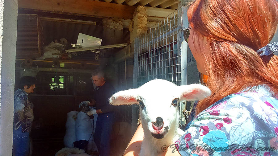 My sis with the Newborn lamb - Pic by Abby from TheWingedFork