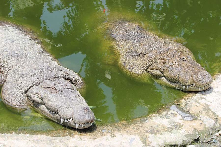 Mugger Crocodiles - Pic by Marajozkee from Wiki Commons SA4.0