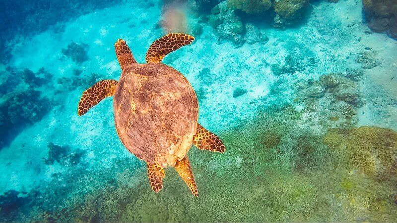 Snorkeling with turtles in Gili Trawangan, Indonesia is the perfect location to relax after swimming with turtles - Pic by Greta from Greta Travels