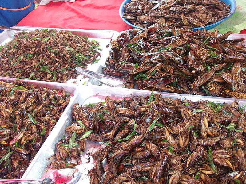 Fried Lethocerus Indicus in Thailand market - Pic by Vijinathk