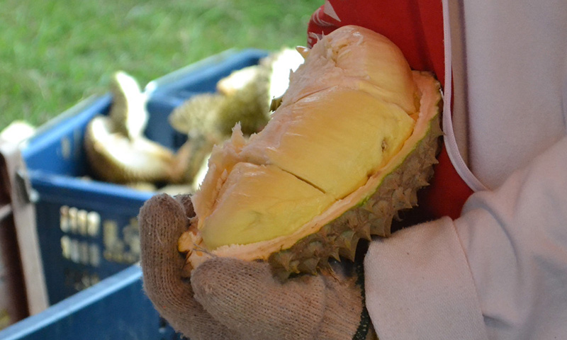 Eating durian stinky fruit in Isaan, Thailand <br> Pic by Allan from Live Less Ordinary