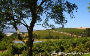 One Wine Day: Visiting Wineries in SA!