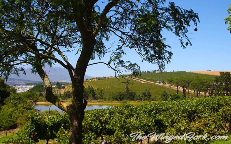 South Africa Wine Region - TheWingedFork