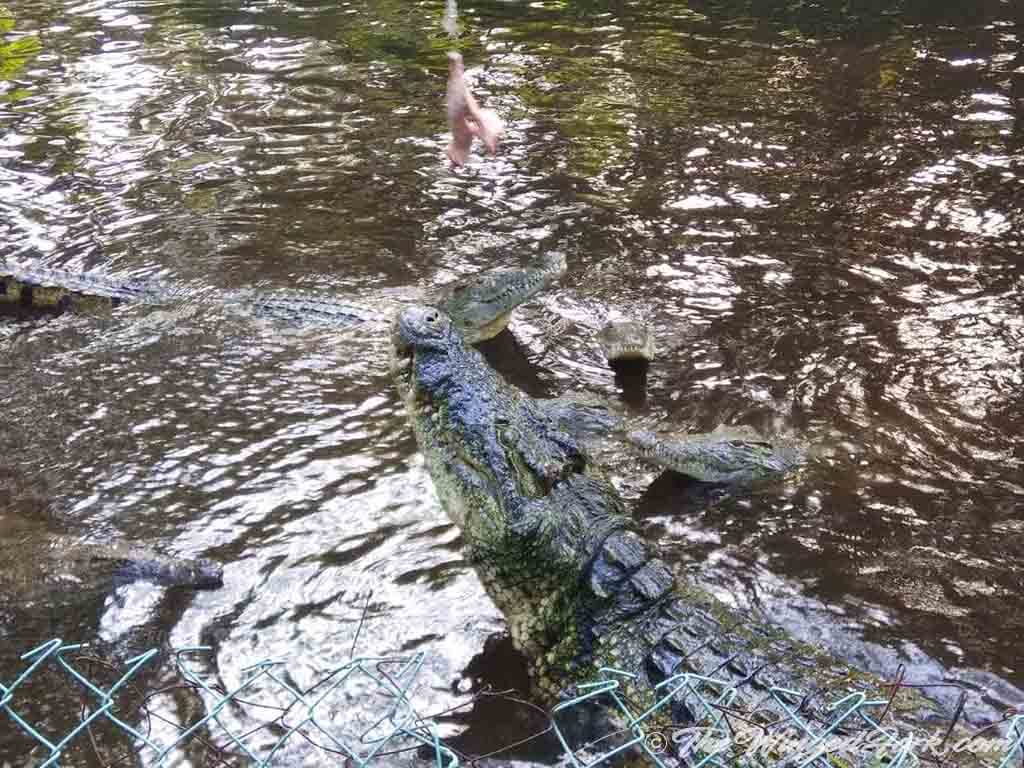 Chicken dangling above the crocodiles reaching for it.