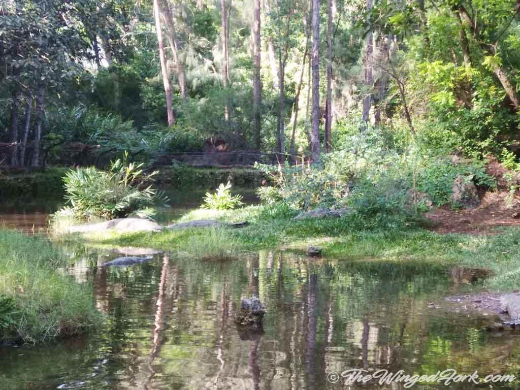 Crocodile park looks like a Peaceful Forest.