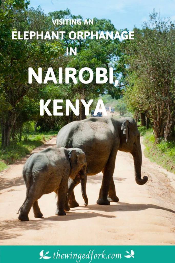 Seeing elephants at David Sheldrick Orphanage in Nairobi, Kenya