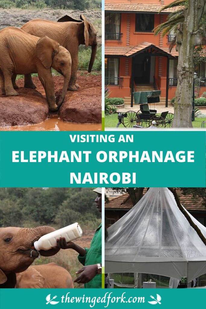 Visiting the David Sheldrick elephant orphanage in Nairobi, Kenya