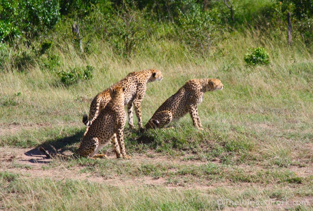 The 3 Cheetahs on alert looking at some deer in the distance