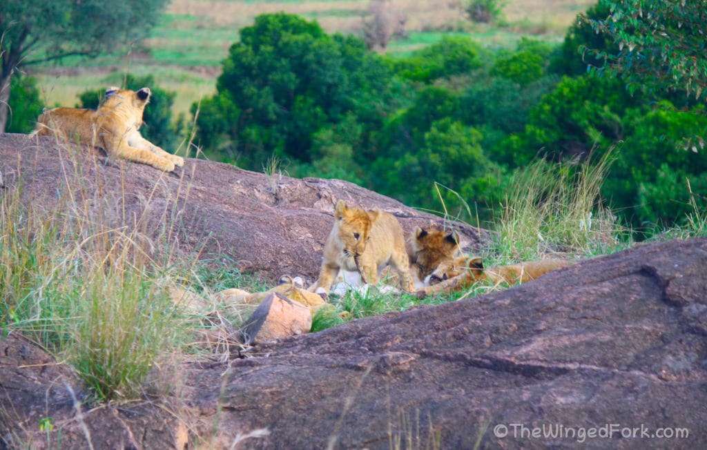 Lion cubs playing with an old carcass