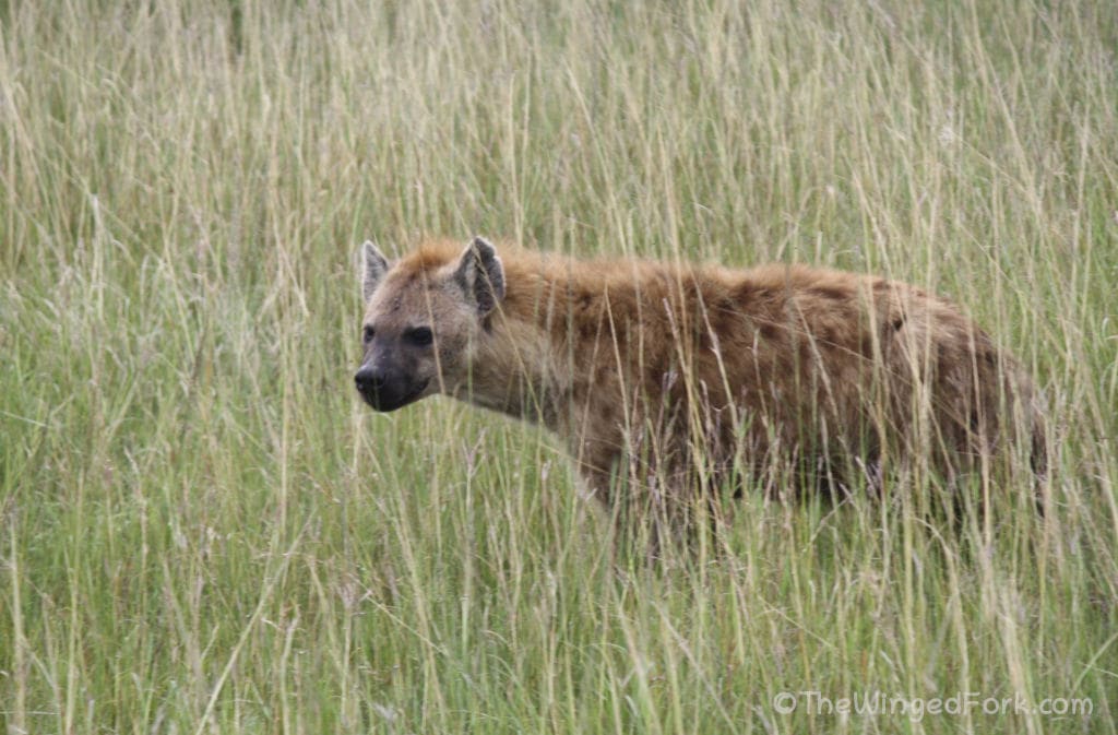 A lone Hyena in the grass
