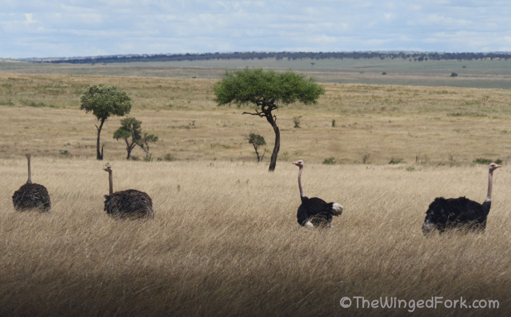 Male and female Ostriches with baobab trees in the background