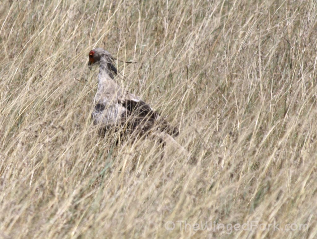 Secretary Bird in the dry grass