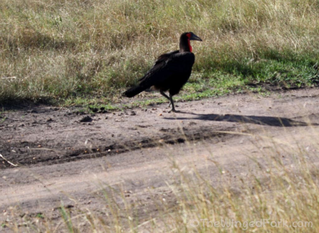 Southern Ground Hornbill walking along the path in the Masai Mara reserve