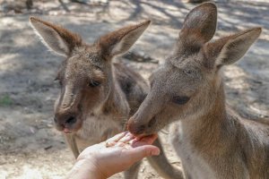 Things to do in South Australia