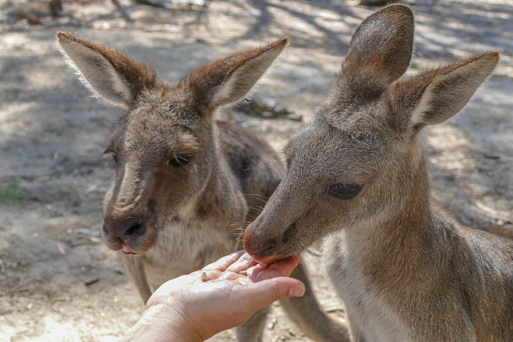Feeding Kangaroo in Cleland National Park