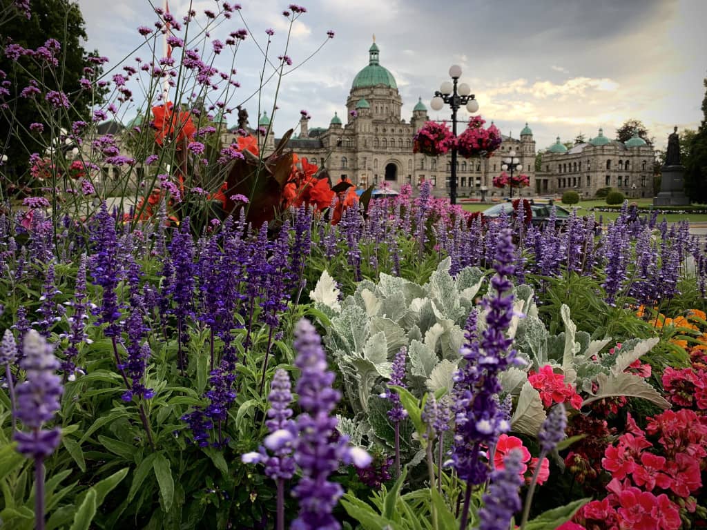 Garden of red, purple and white flowers in Victoria, BC with parliament building in the background.